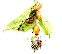 Patates böceği larva ve ergini